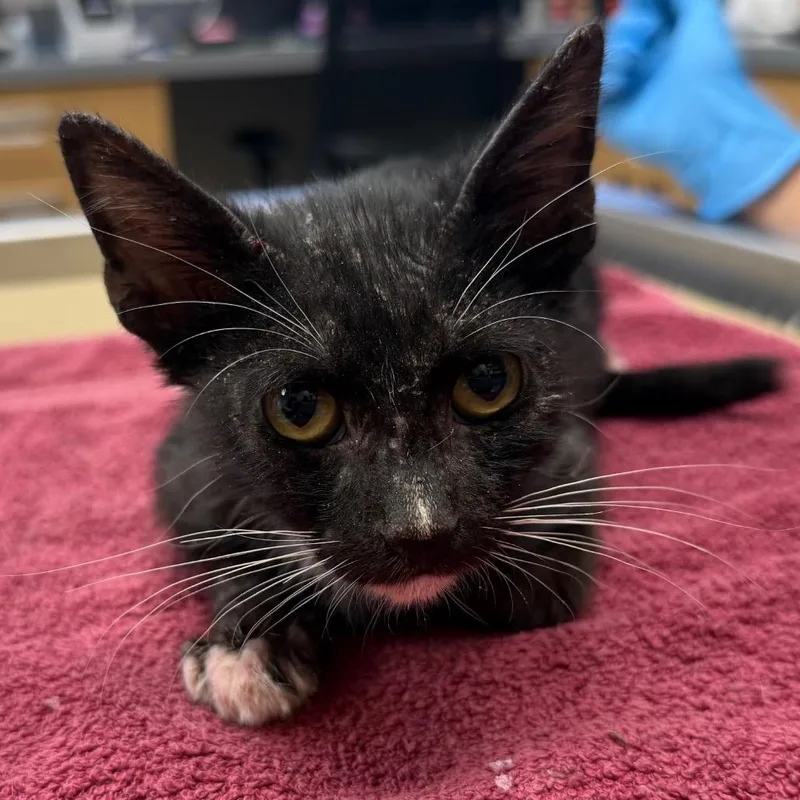 A baby small-sized male Black Domestic Short Hair cat named Periwinkle Twinkle Toes for adoption in Sarasota, FL