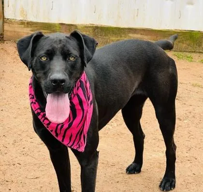 A young large-sized female Great Dane dog named Freya $ for adoption in Seneca, SC