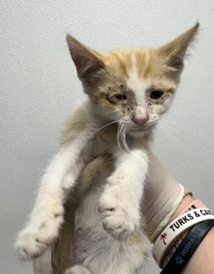 A baby small-sized male Domestic Short Hair cat named Sour Patch for adoption in West Chester, PA