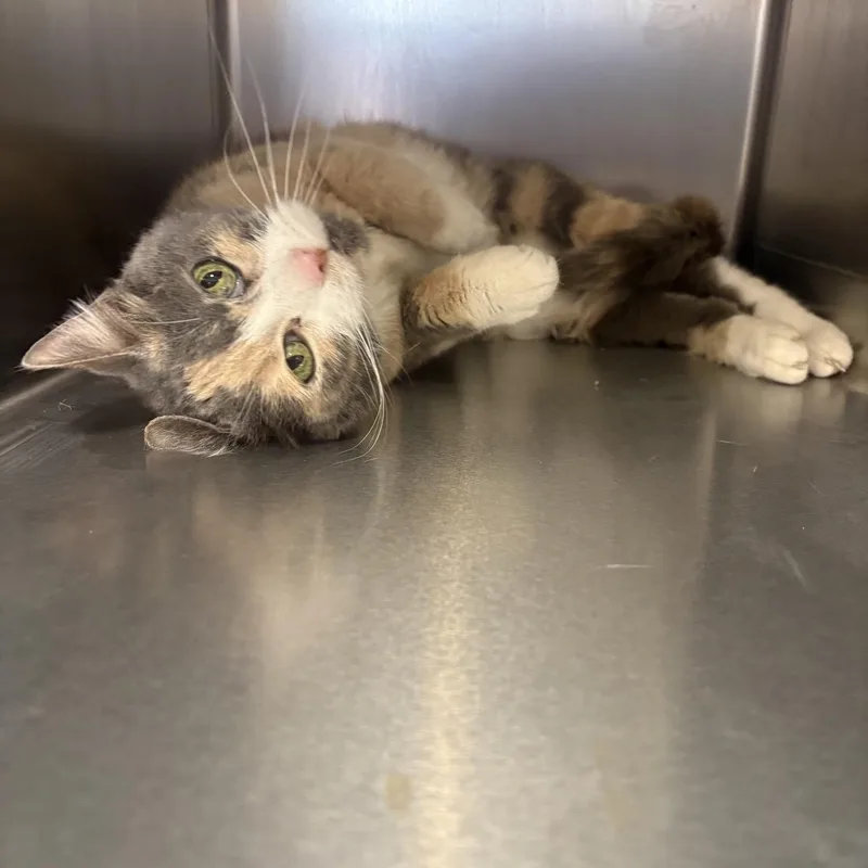 Isabella thumbnail 2