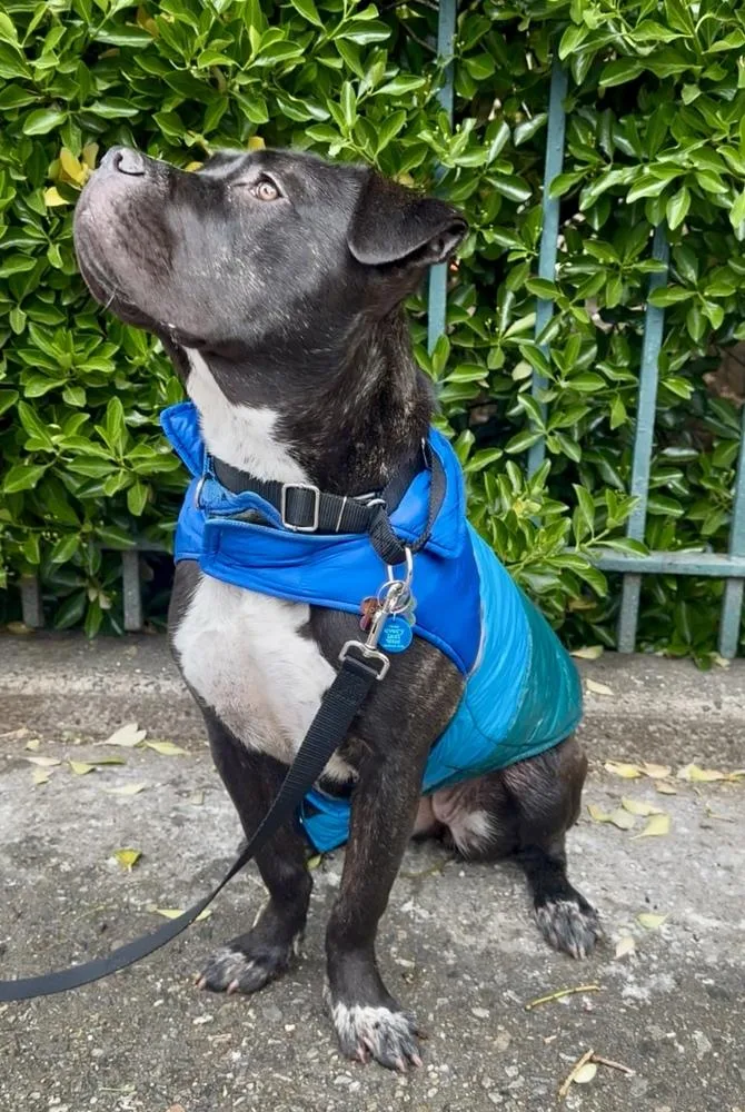 A young medium-sized female Brindle Mixed Breed dog named Gemma for adoption in New York, NY