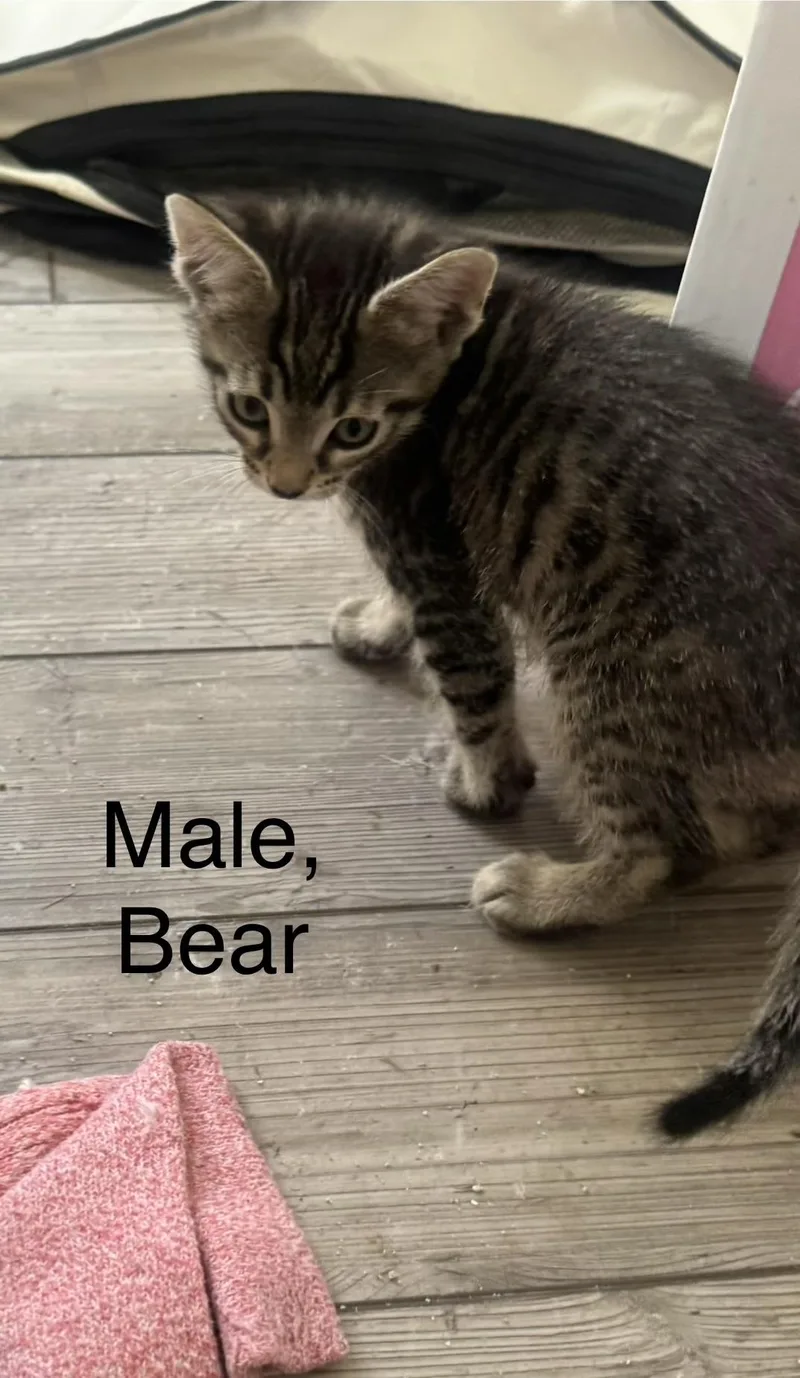 Bear thumbnail 2