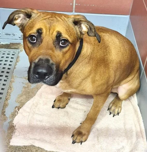 An adult large-sized male Rhodesian Ridgeback dog named A for adoption in Houston, TX