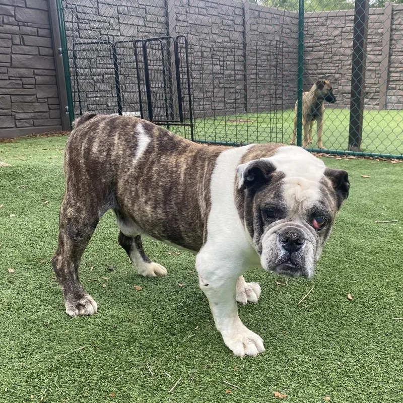 An adult large-sized male White / Cream English Bulldog dog named Rufus for adoption in LOXAHATCHEE, FL