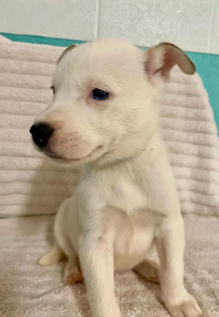 A baby small-sized male Australian Cattle Dog / Blue Heeler dog named Sunday for adoption in Chickamauga , GA