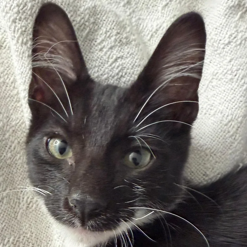 A baby small-sized male Black Domestic Short Hair cat named Frodo for adoption in Chaska, MN