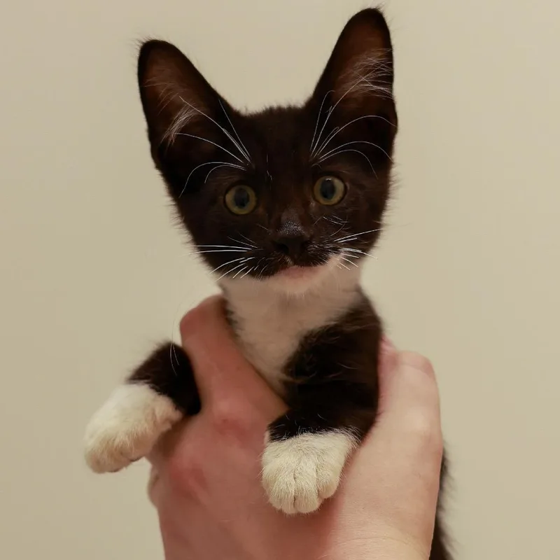 Frodo thumbnail 3