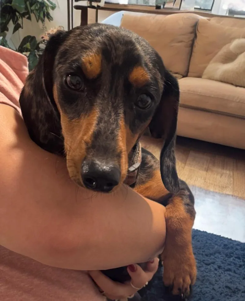 A young small-sized male Merle (Blue) Dachshund dog named Roman for adoption in San Antonio, TX