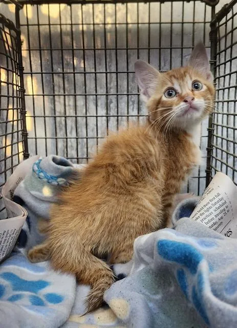A baby small-sized female Domestic Medium Hair cat named Consuelo for adoption in San Antonio, TX