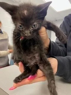 A baby small-sized male Domestic Short Hair cat named Meowcalm for adoption in Saint Cloud, FL