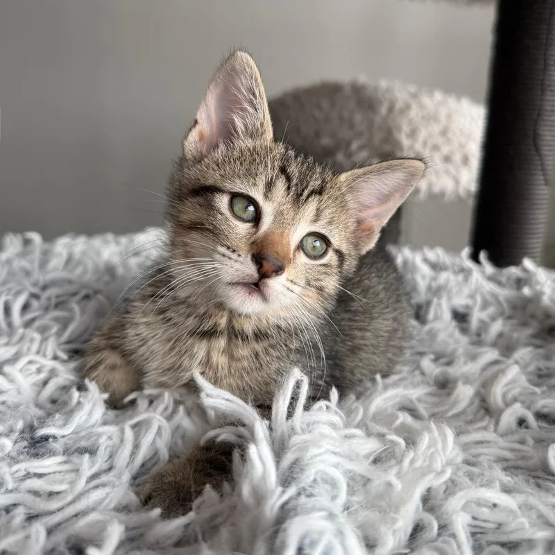 A baby small-sized male Gray / Blue / Silver Domestic Short Hair cat named Cello for adoption in Seminole, FL