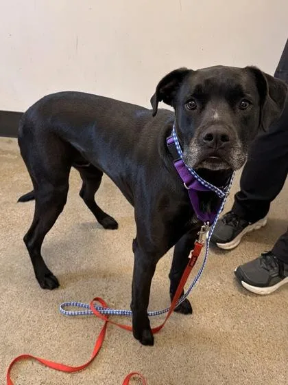 A senior large-sized male Black Labrador Retriever dog named Wrigley for adoption in Cleveland, OH
