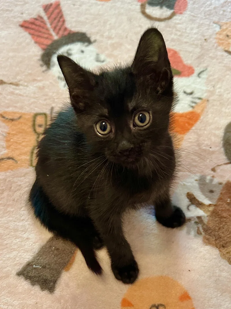 A baby small-sized male Smoke Domestic Short Hair cat named Dagger for adoption in Milwaukee, WI