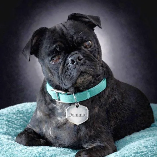 An adult small-sized male Black Pug dog named Dominic for adoption in Alvin, TX