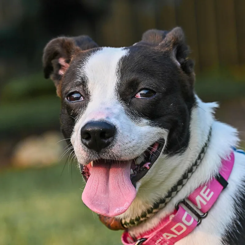 An adult medium-sized male Terrier dog named Starsky for adoption in Arlington Heights, IL