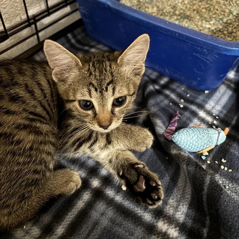 A baby small-sized female Tabby (Gray / Blue / Silver) Domestic Short Hair cat named Aphrodite for adoption in Boca Raton, FL