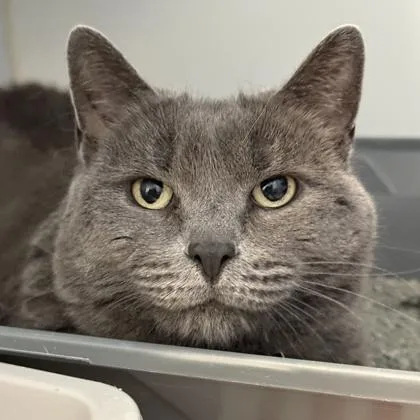 An adult large-sized female Gray / Blue / Silver Domestic Short Hair cat named Floyd for adoption in Lansing, MI