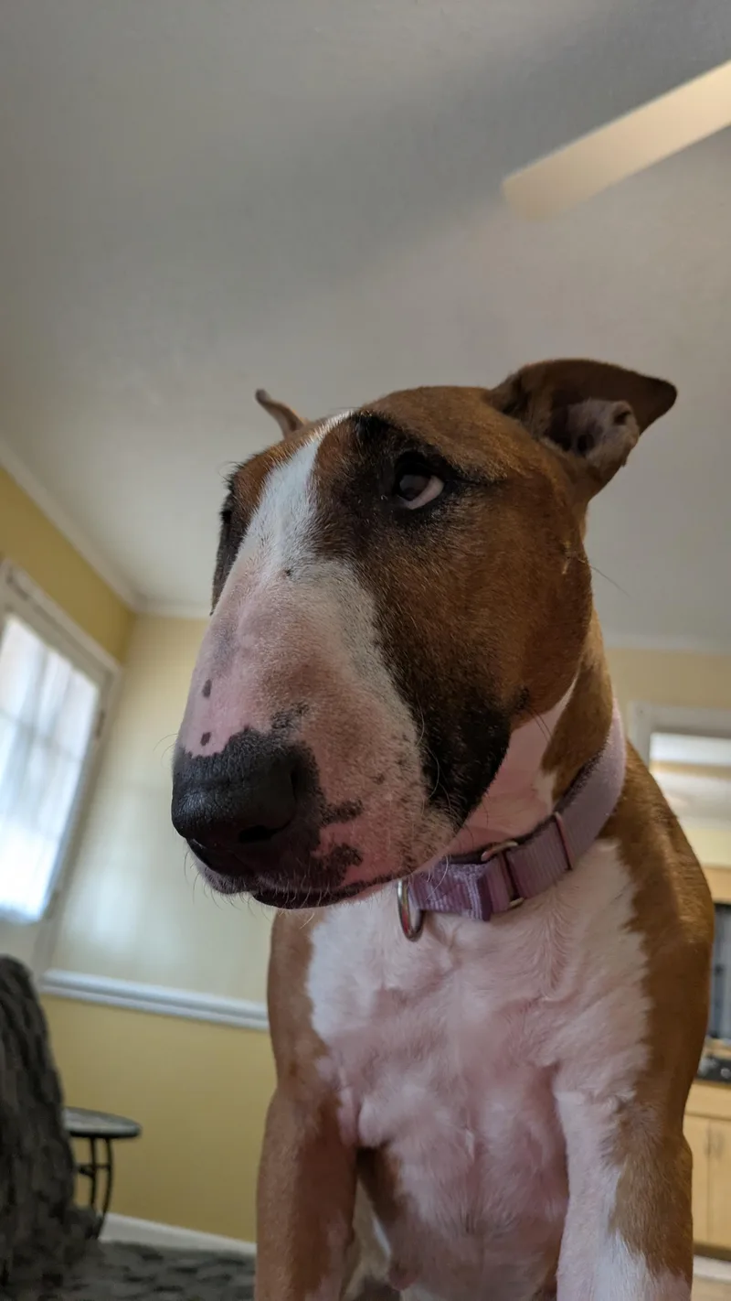 An adult large-sized female Bull Terrier dog named Jasmine for adoption in New York, NY