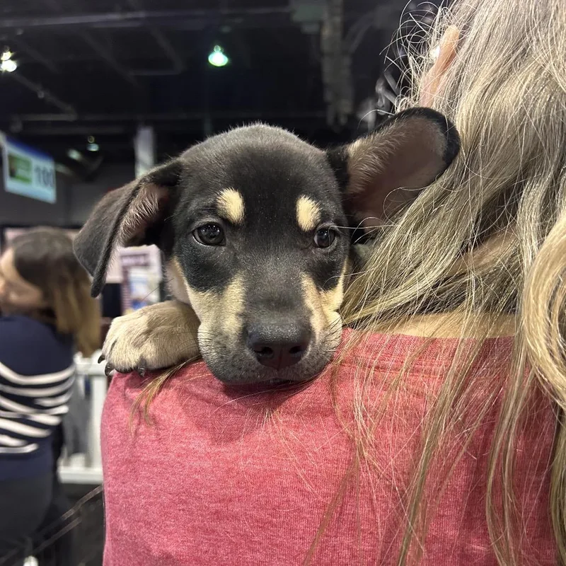A baby small-sized male Black Mixed Breed dog named Mozart for adoption in Wheeling, IL
