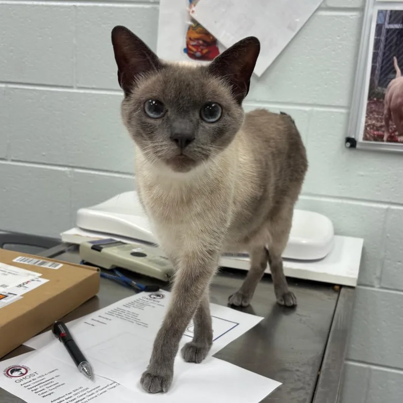 An adult medium-sized male Siamese cat named Ghost for adoption in Chattanooga, TN