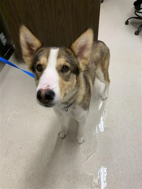 A young large-sized male Husky dog named Rocket for adoption in Fairbanks, AK