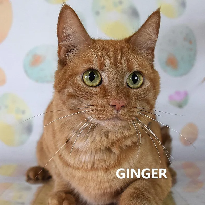 An adult medium-sized female Orange / Red Domestic Short Hair cat named Ginger for adoption in Yuma, AZ