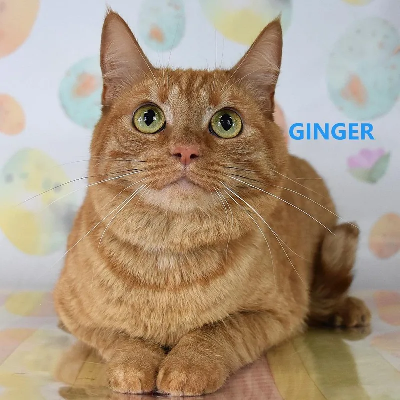 Ginger thumbnail 2