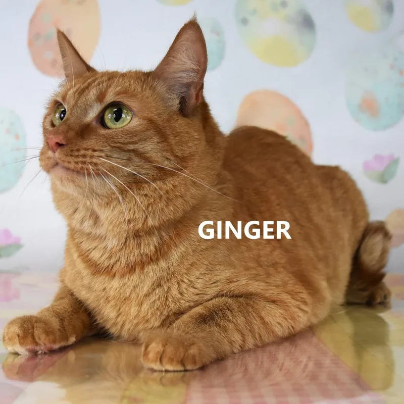 Ginger thumbnail 3