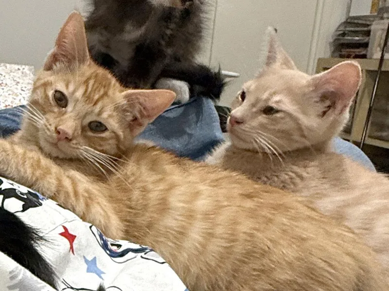 A baby medium-sized male Domestic Short Hair cat named Griffin for adoption in Ventura, CA