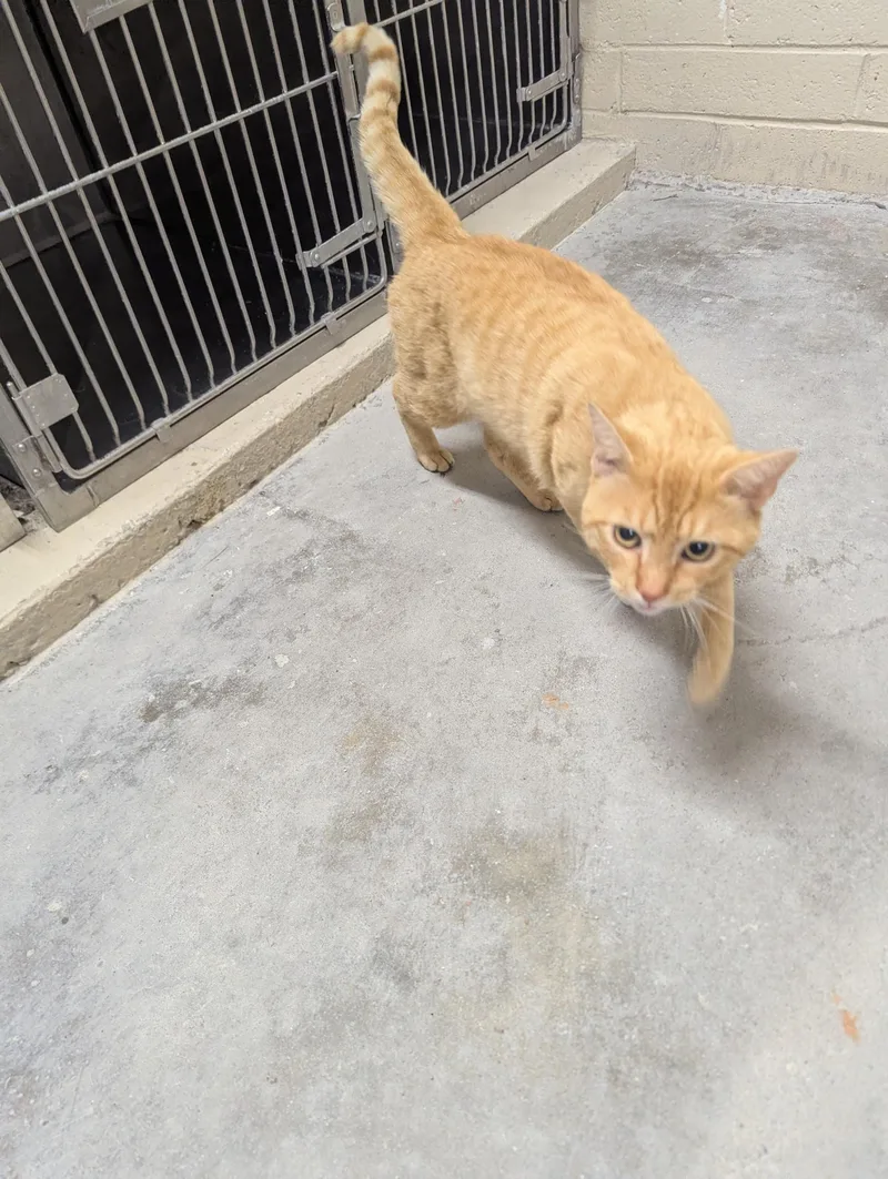 Garfield thumbnail 2