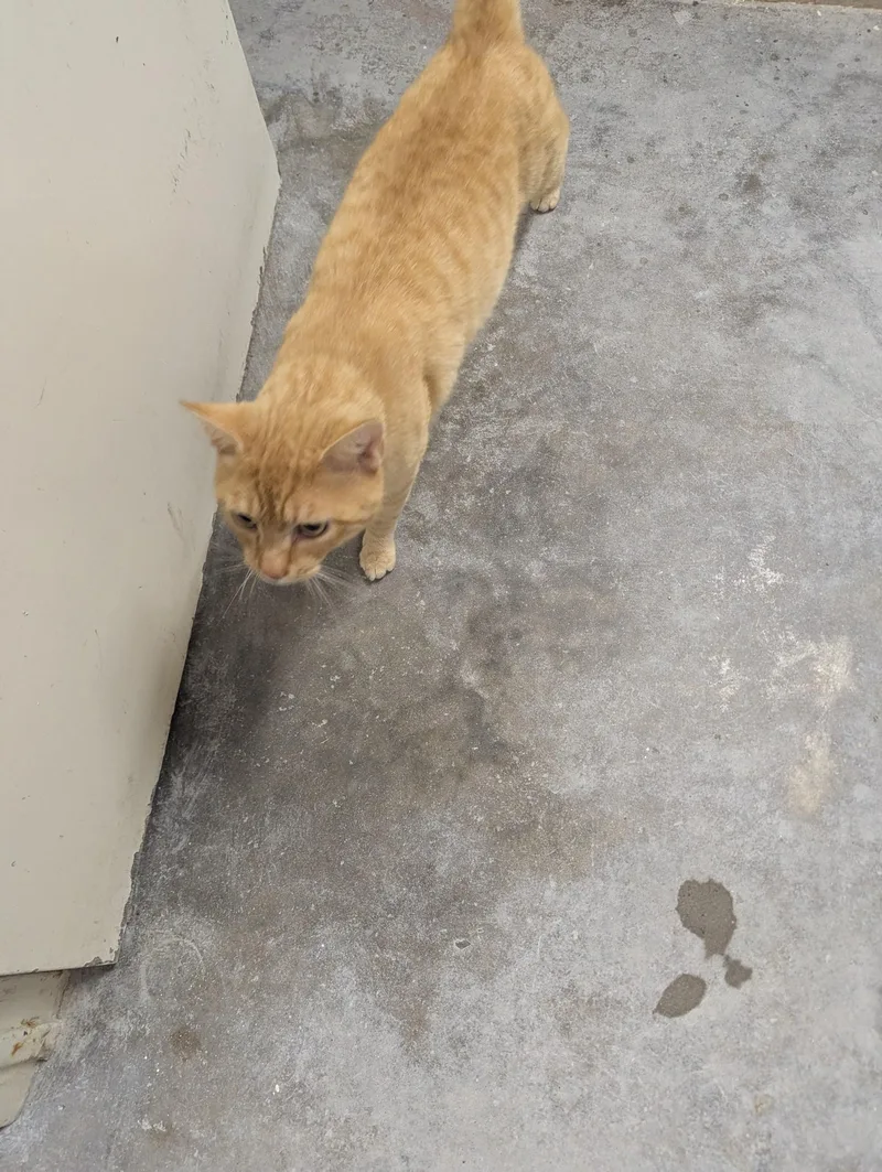 Garfield thumbnail 3