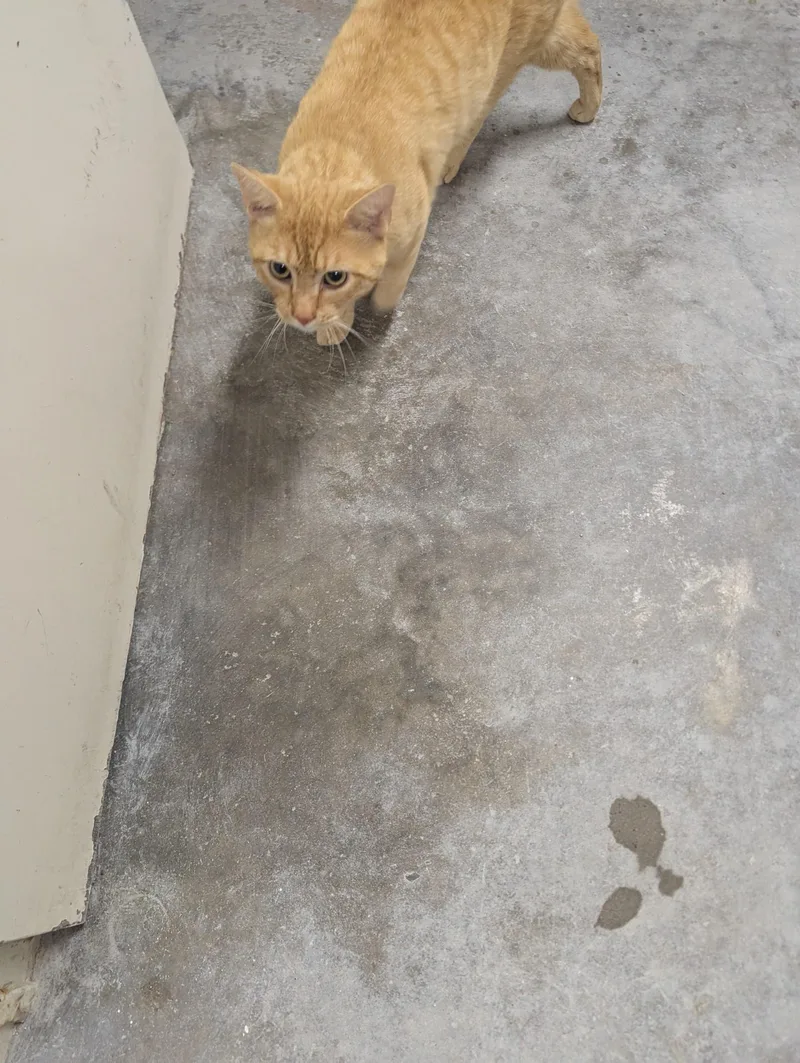 Garfield thumbnail 4