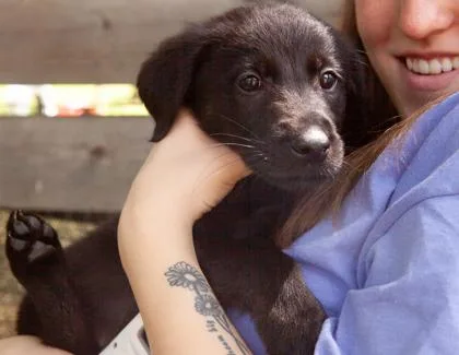 A baby small-sized male German Shepherd Dog dog named Mr. Ping for adoption in West Chester, PA