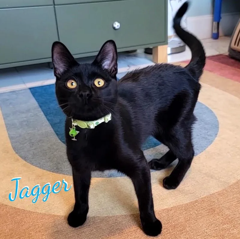 A baby medium-sized male Black Bombay cat named Jagger rocknrollcharmer for adoption in Houston, TX