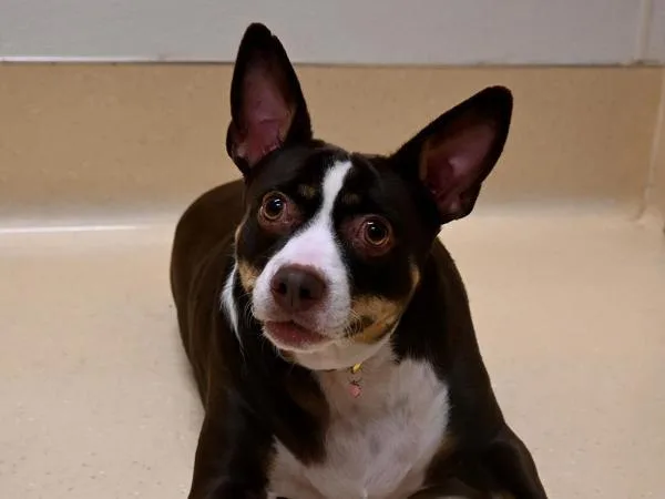 An adult medium-sized female Miniature Pinscher dog named Penny for adoption in Portland, OR