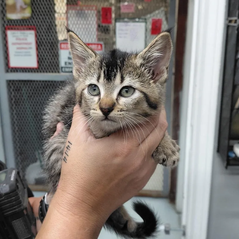 A baby small-sized female Black Domestic Short Hair cat named Bobcat for adoption in Springtown, TX