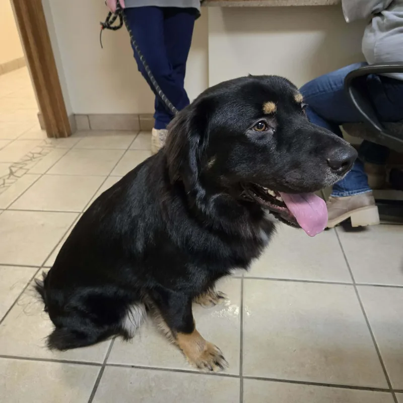 A young large-sized male Tricolor (Brown, Black, & White) Bernese Mountain Dog dog named Sherman for adoption in West Branch, MI