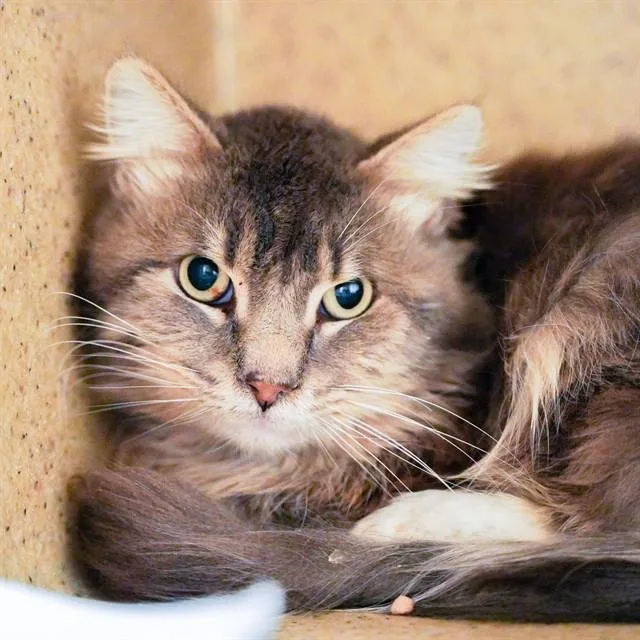An adult medium-sized male Domestic Long Hair cat named C.s. Lewis for adoption in Sacramento, CA
