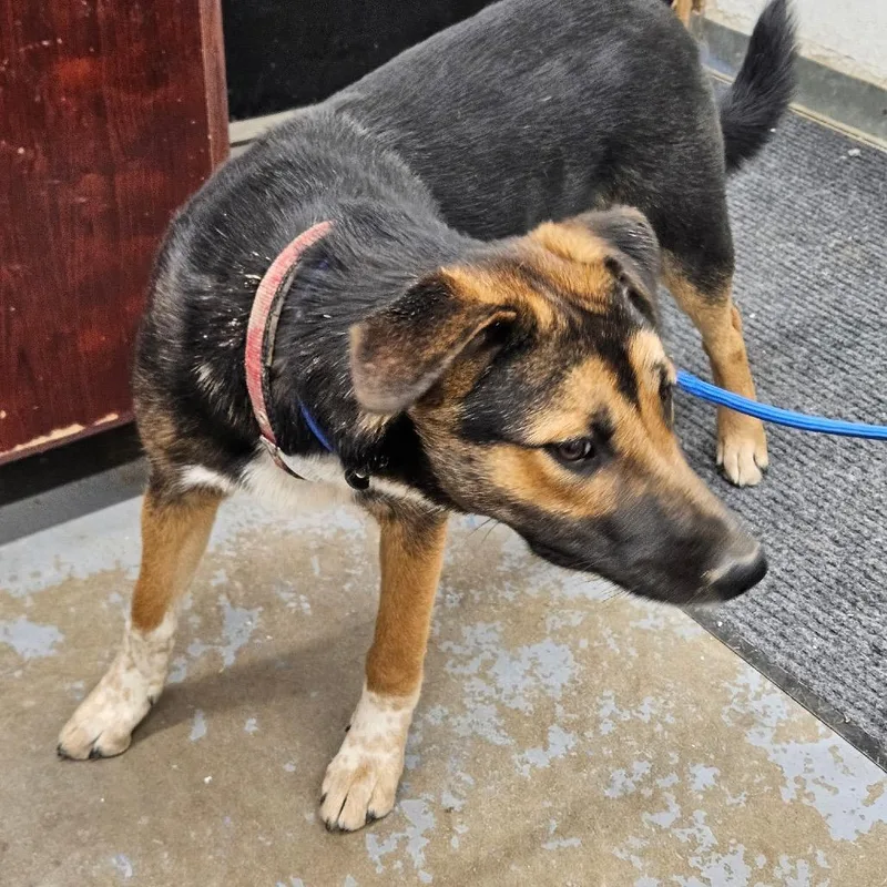 A young small-sized female Cattle Dog dog named Dixie for adoption in Rangely, CO