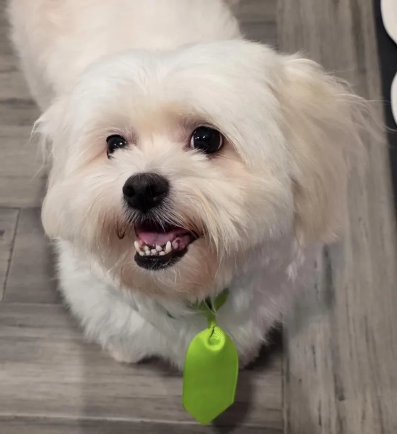 An adult small-sized male Shih Tzu dog named Coffee for adoption in Richmond, VA