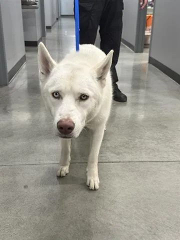 Tundra