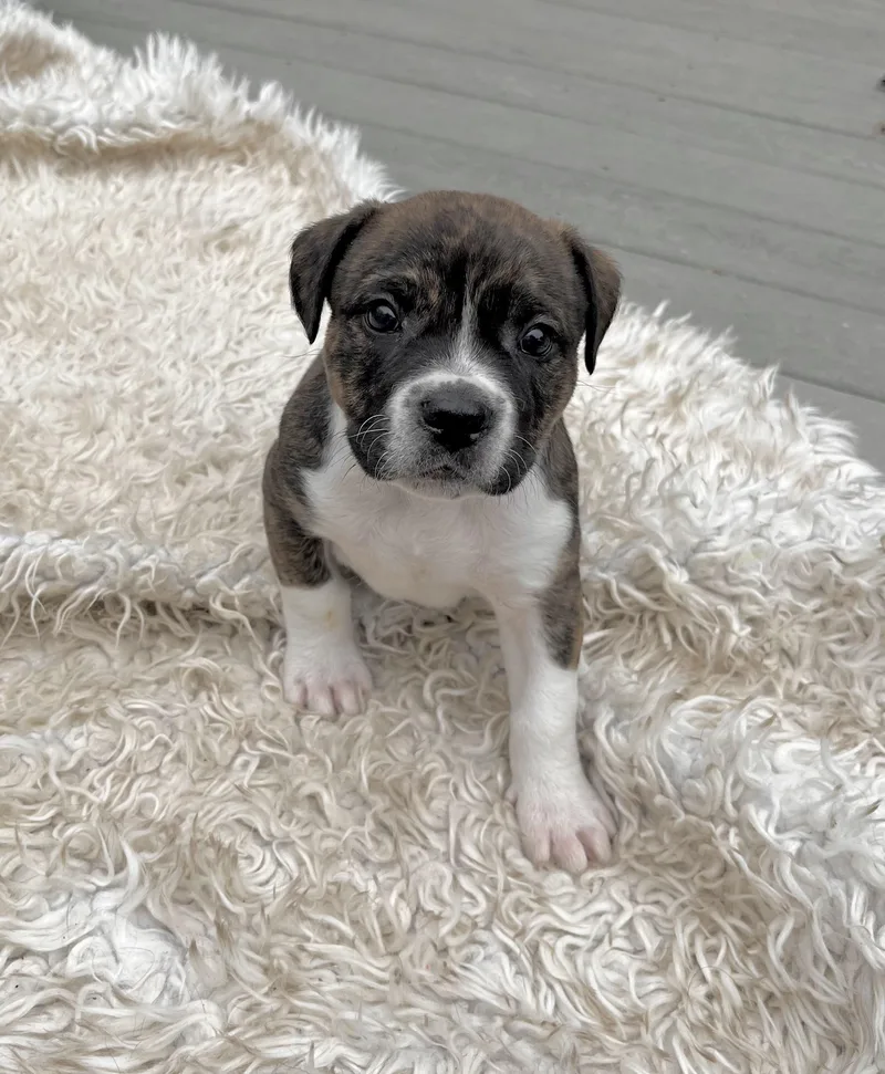 Woodstock thumbnail 3