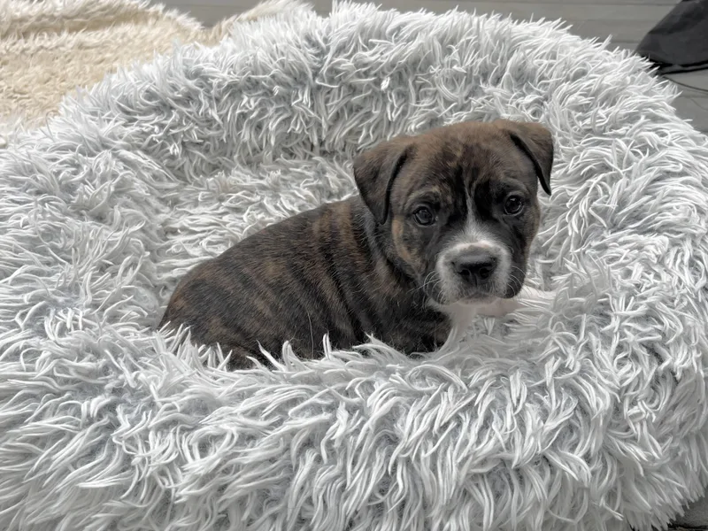 Woodstock thumbnail 5