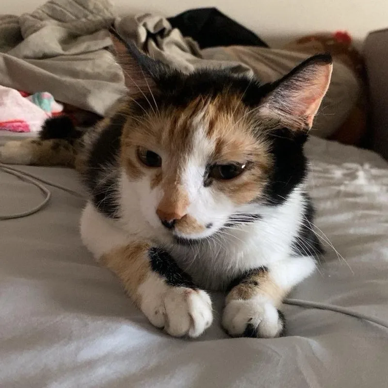 An adult medium-sized female Torbie Domestic Short Hair cat named S'mores for adoption in Eau Claire, WI