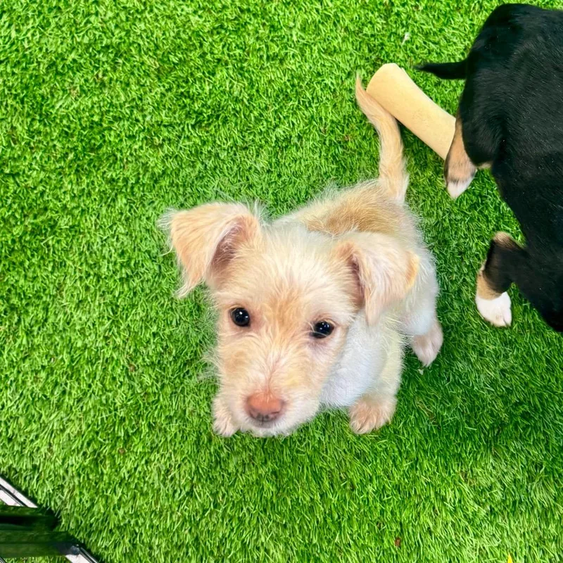 A baby small-sized female Yellow / Tan / Blond / Fawn Schnauzer dog named Whiskey for adoption in Huntsville, AL