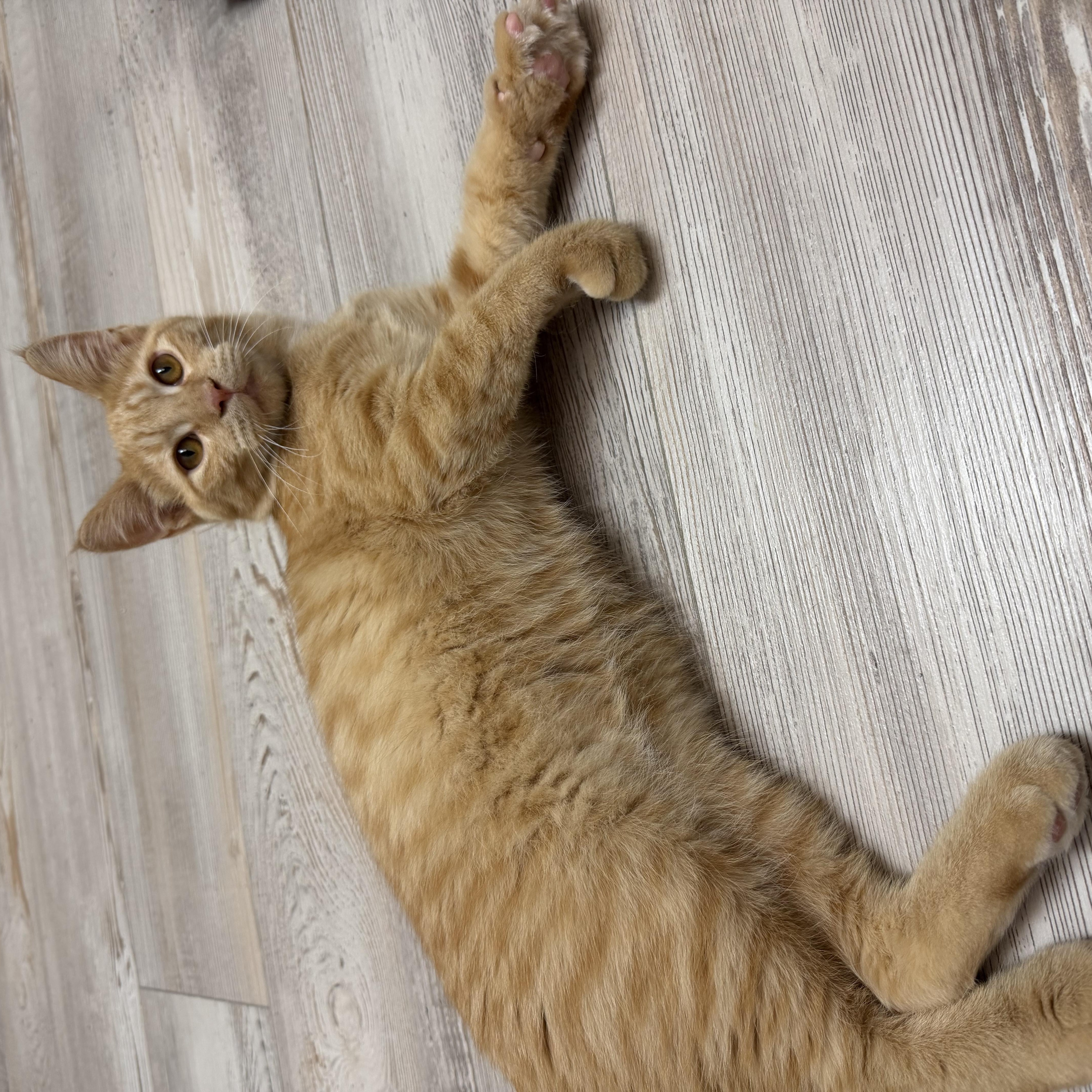 A baby medium-sized male Orange & White Domestic Short Hair cat named Pumpkin Spice for adoption in Madison, WI
