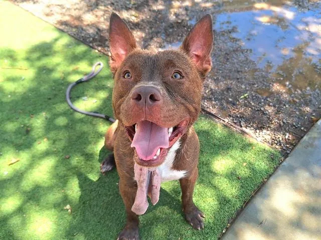 A young large-sized male Pit Bull Terrier dog named Pooka for adoption in Mesa, AZ