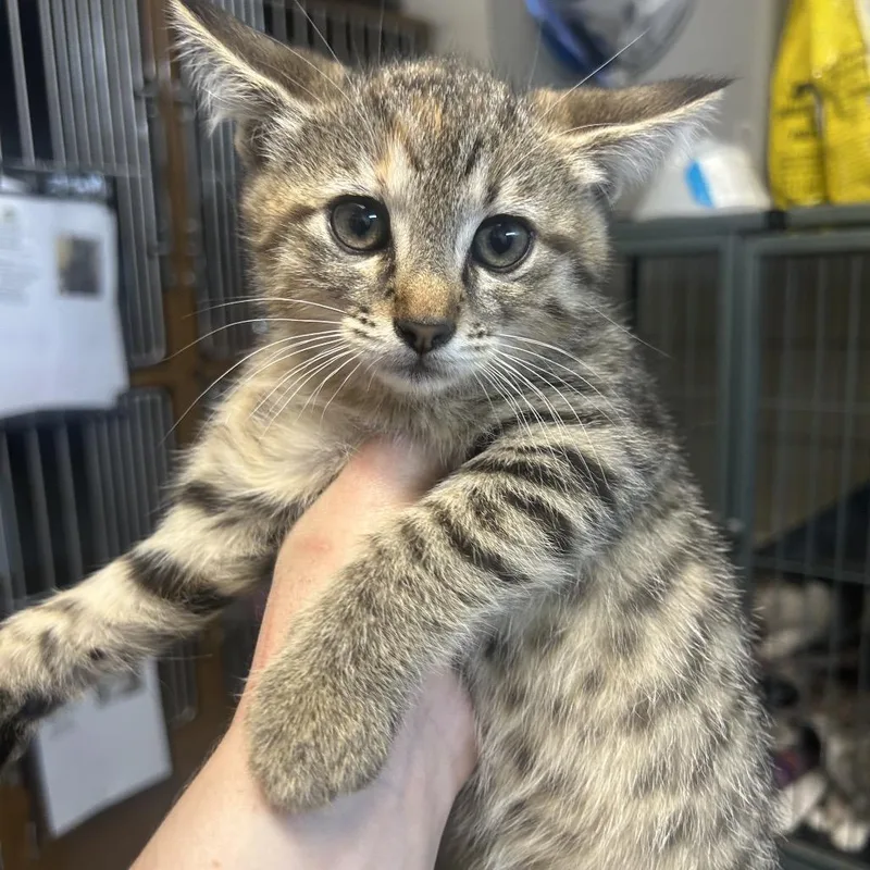 A baby small-sized female Brown / Chocolate Domestic Short Hair cat named Violet for adoption in Point Richmond, CA