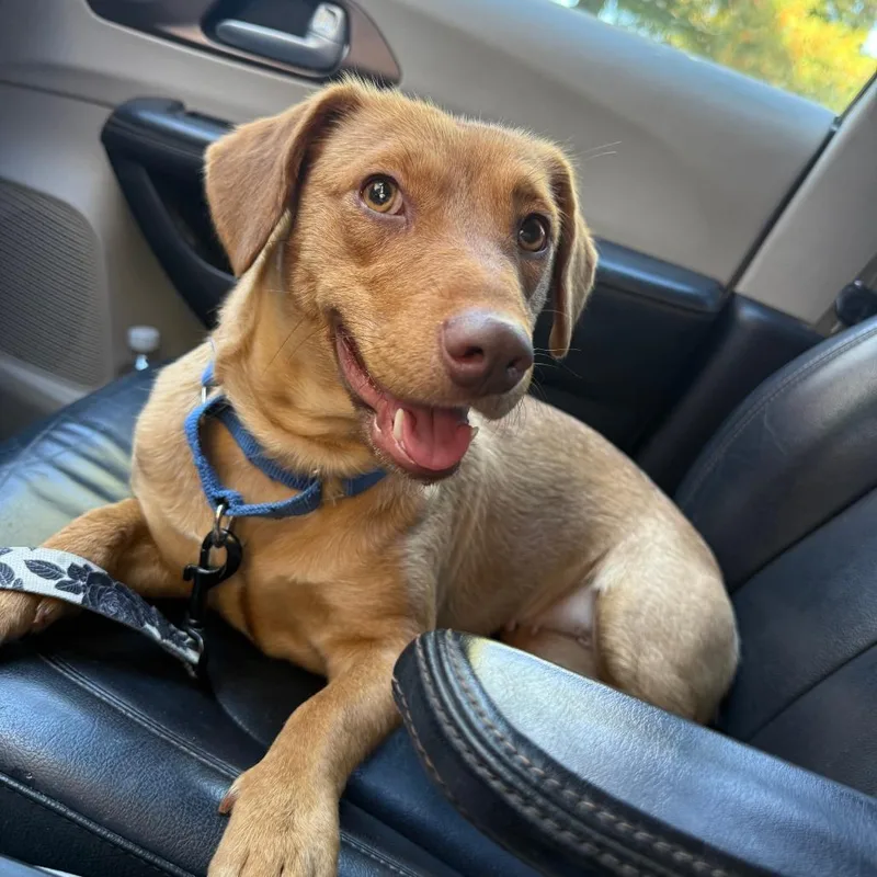 A young medium-sized female Yellow / Tan / Blond / Fawn Dachshund dog named Osi for adoption in Kittanning, PA