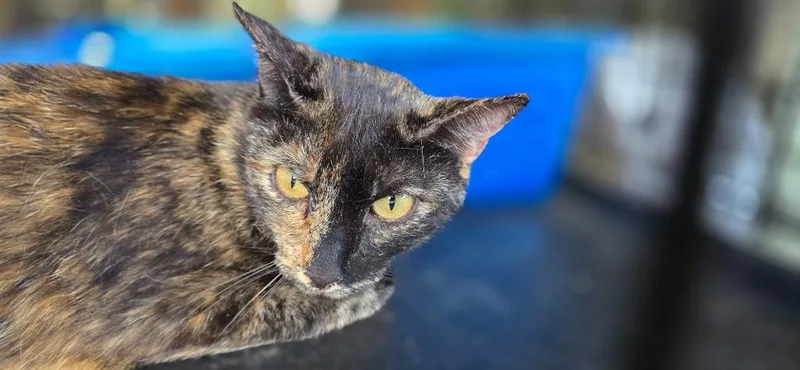 A young medium-sized female Domestic Short Hair cat named Wendy for adoption in Crossville, TN